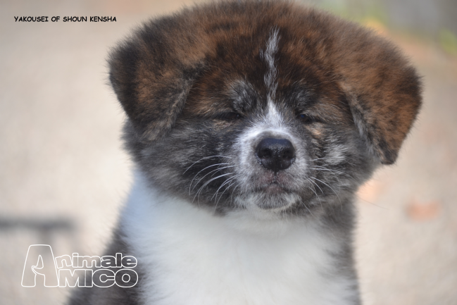 Cerco Cuccioli Di Akita In Regalo Machiavelli Da Vinci Borgia