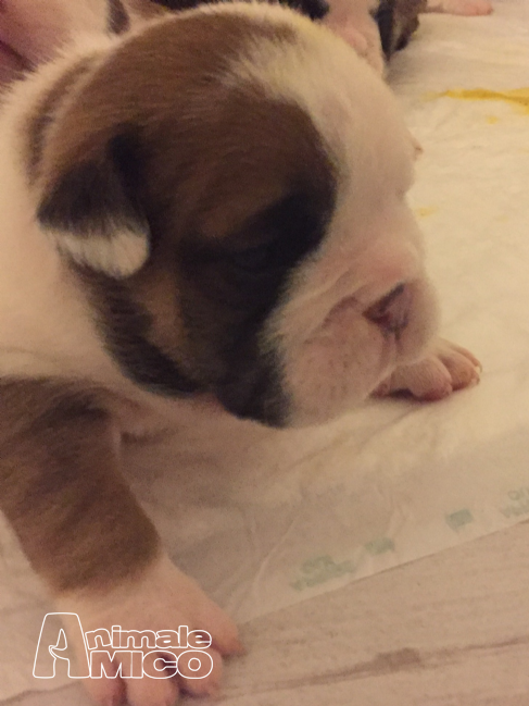 Bulldog Inglese Cucciolo In Regalo Best Economical Coupe Cars