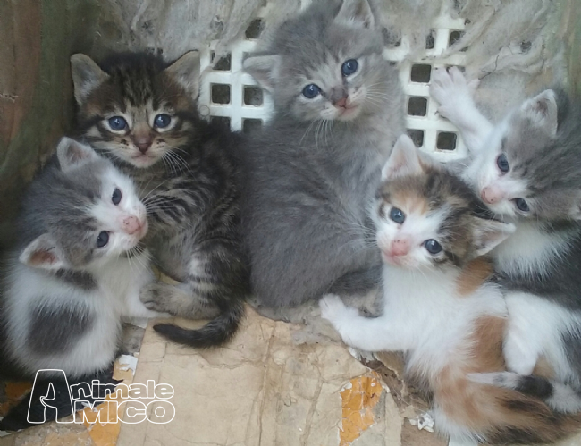 Annunci Cerco Gatto