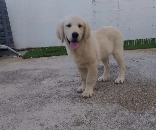 cucciolo di golden retriver | Foto 4