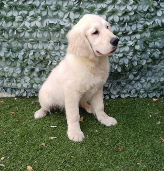 Vendita Cucciolo Golden Retriever Da Negoziante A Bari Cucciolo Di Golden Retriver