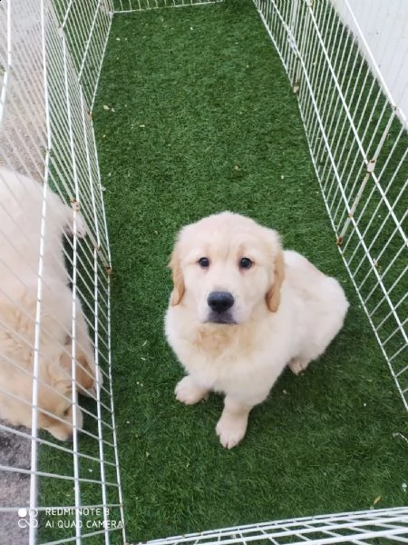 cucciolo di golden retriver