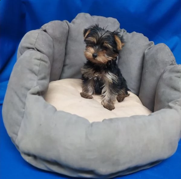 cucciolo di yorkshire