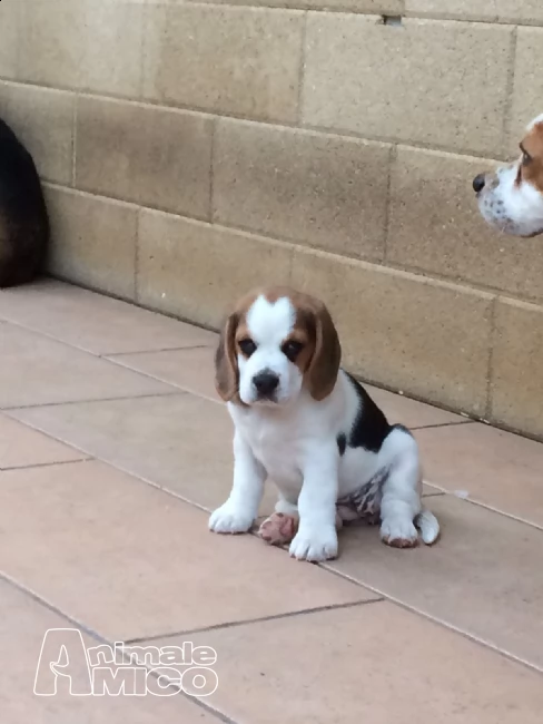 cuccioli di beagle | Foto 3