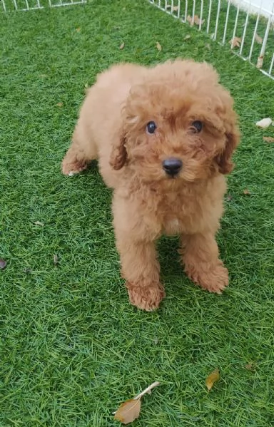 cucciolo di barboncino