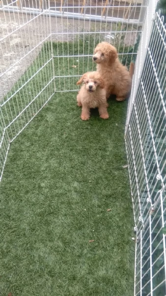 cucciolo di barboncino | Foto 1