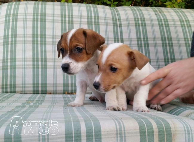 Vendita Cucciolo Jack Russel Da Negoziante A Bari Cuccioli Di Jack