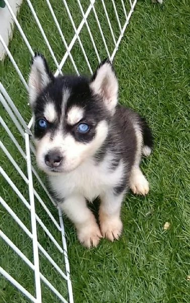 Vendita Cucciolo Husky Da Negoziante A Bari Cuccioli Di Husky 04 01 2021