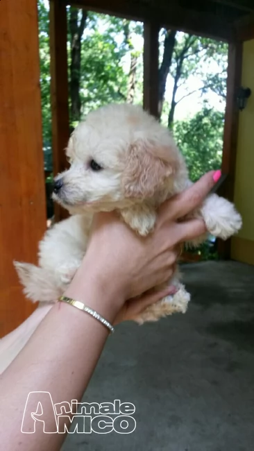 cucciolo di barboncino toy