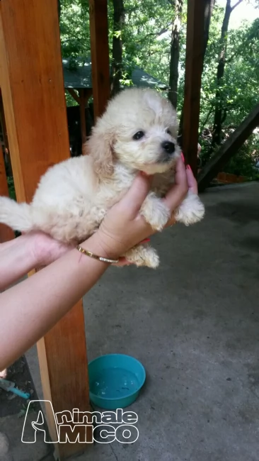 cucciolo di barboncino toy | Foto 0