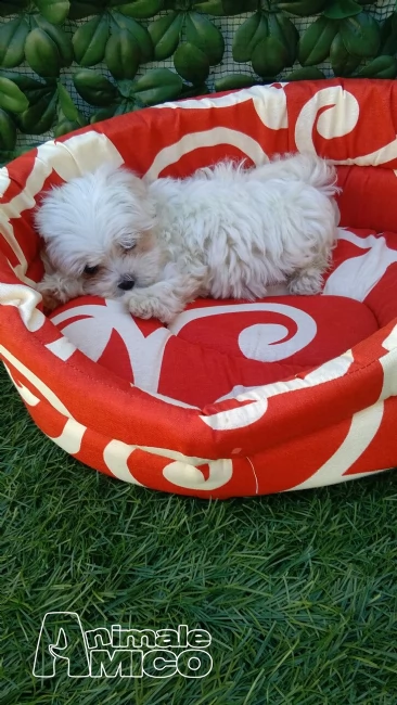 cucciolo di maltese | Foto 4