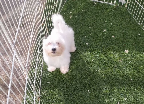 cucciolo di maltese | Foto 3