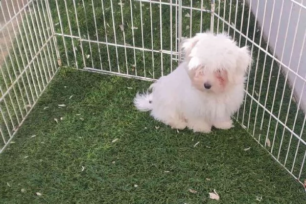 cucciolo di maltese