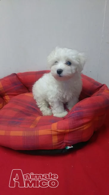 cucciolo di maltese | Foto 1