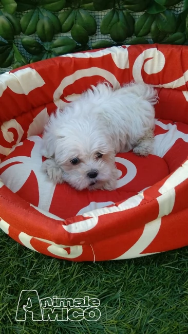 cucciolo di maltese | Foto 0