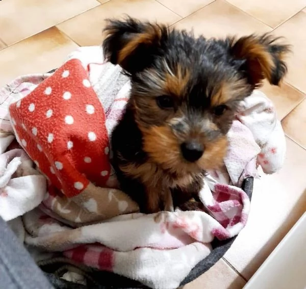 cucciola yorkshire | Foto 1