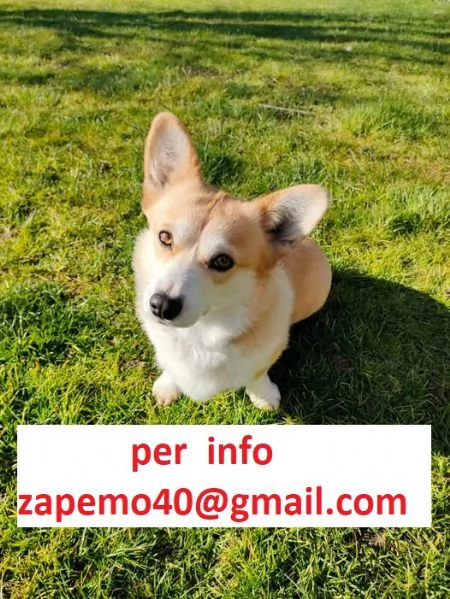 Cerco maschio welsh corgi pembroke Accoppiamento