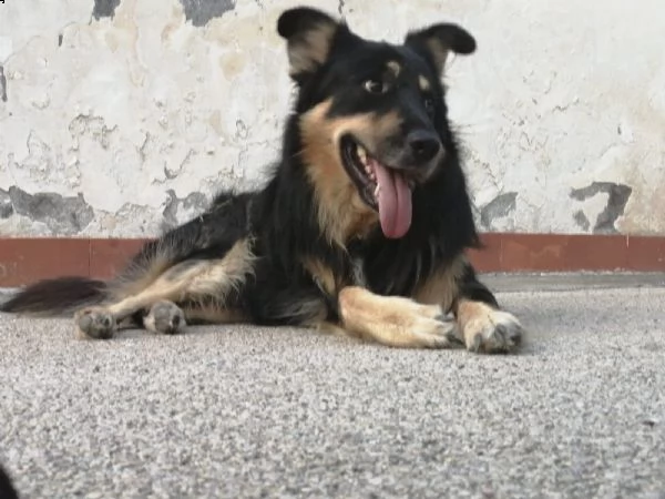 stupendi incrocio pastore tedesco in regalo | Foto 0