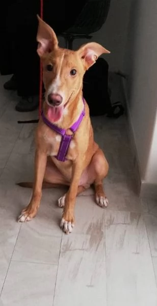 dolce maverick in regalo  | Foto 4