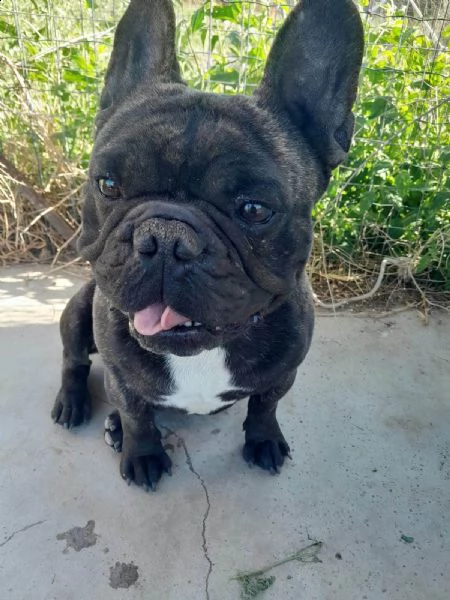bellissimo strike bulldog in regalo | Foto 2