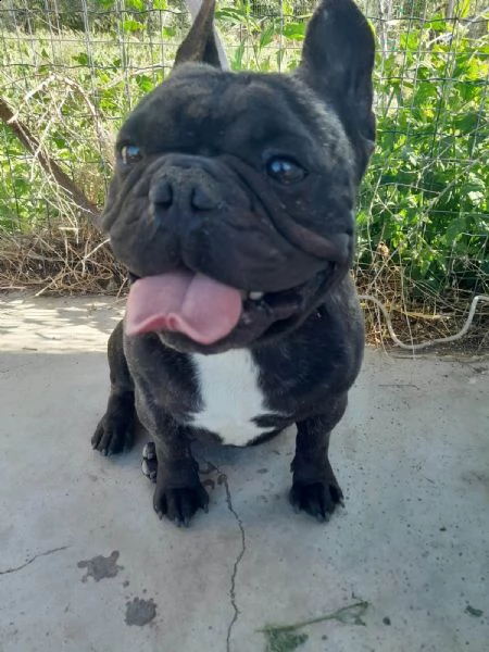 bellissimo strike bulldog in regalo | Foto 1