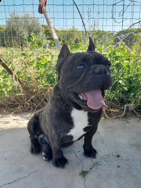 bellissimo strike bulldog in regalo