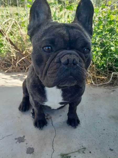 bellissimo strike bulldog in regalo | Foto 0