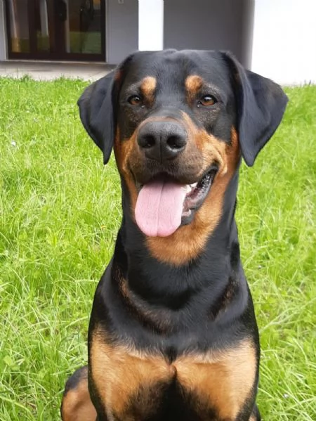 DOLCE DARKO IN REGALO