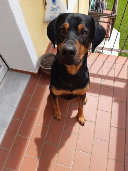 DOLCE DARKO IN REGALO | Foto 2