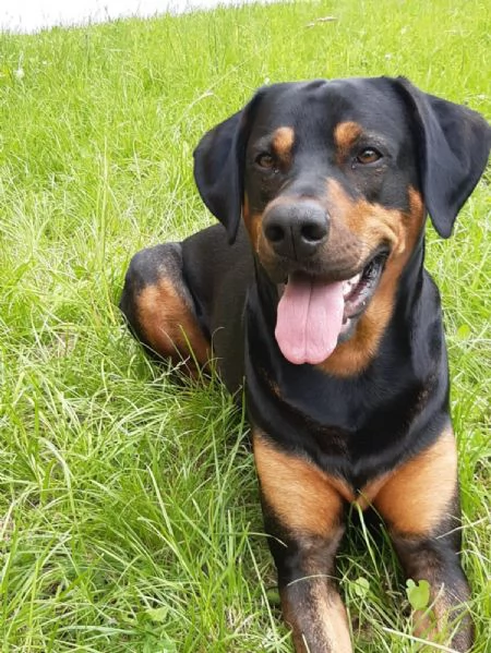 DOLCE DARKO IN REGALO | Foto 1