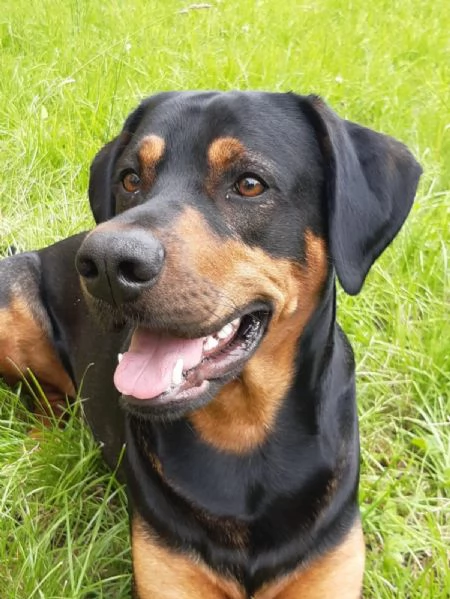 DOLCE DARKO IN REGALO | Foto 0