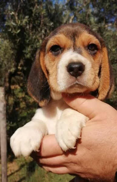 cuccioli di beagle con pedigree  | Foto 2