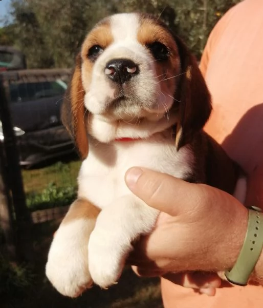 cuccioli di beagle con pedigree  | Foto 1