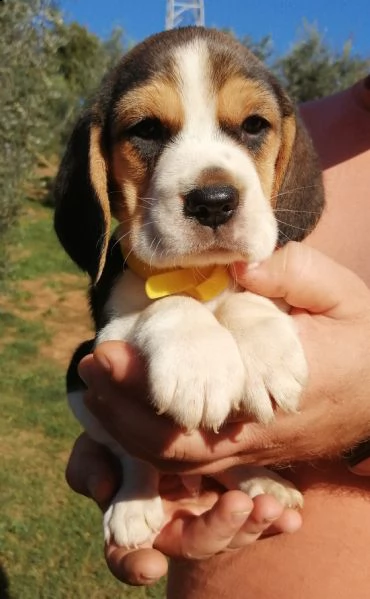 cuccioli di beagle con pedigree  | Foto 0