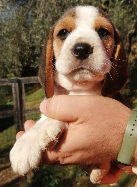 cuccioli di beagle con pedigree 