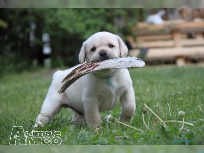 cuccioli di labrador | Foto 7