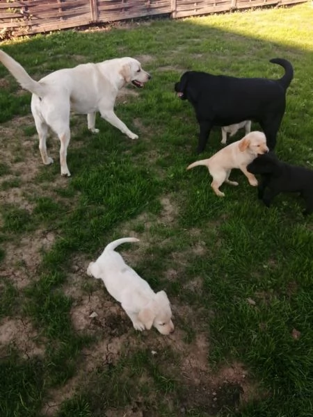 cuccioli di labrador | Foto 6