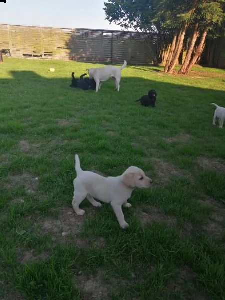 cuccioli di labrador | Foto 5