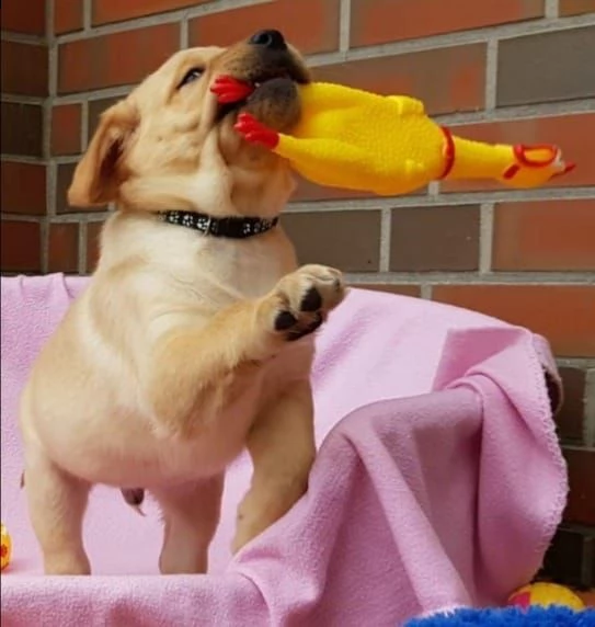 cuccioli di labrador | Foto 4