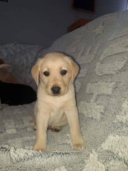 cuccioli di labrador | Foto 3