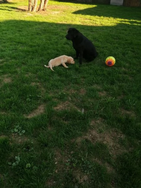cuccioli di labrador | Foto 2
