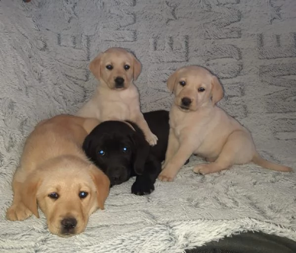 cuccioli di labrador