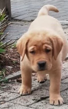 cuccioli di labrador | Foto 1