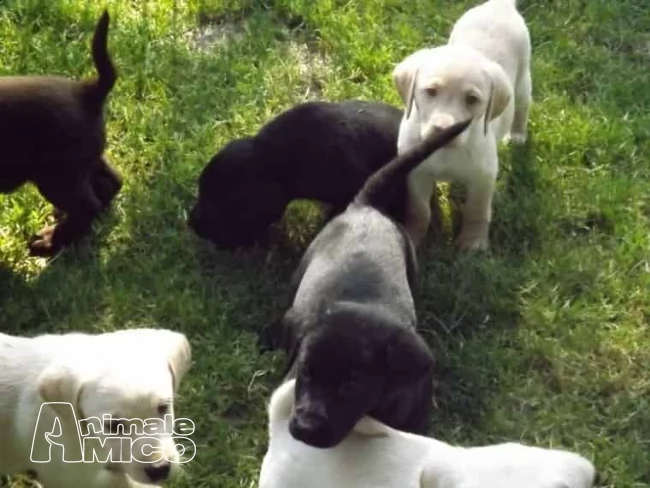 cuccioli di labrador | Foto 0