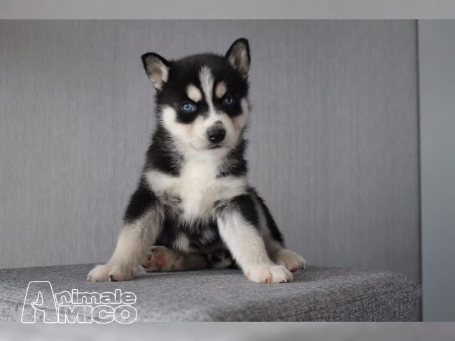 Vendita Husky Da Privato A Sassari Cuccioli Siberian Husky In Vendita
