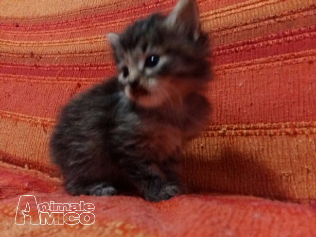 Vendita Cucciolo Da Privato A Vb Gattini Pelo Lungo 03062016