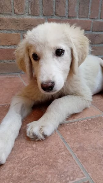 Si chiama Toby e questa egrave la sua storia | Foto 5