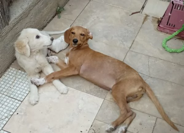 Si chiama Toby e questa egrave la sua storia | Foto 4