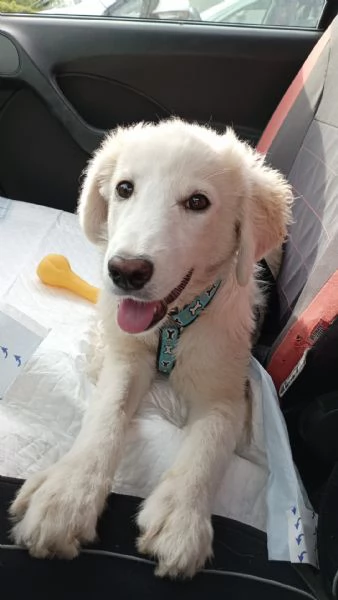 Si chiama Toby e questa egrave la sua storia | Foto 3