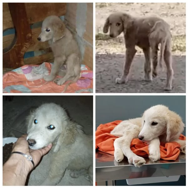 Si chiama Toby e questa egrave la sua storia | Foto 2